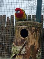 Te koop rosella, Dieren en Toebehoren, Vogels | Parkieten en Papegaaien, Parkiet