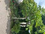 Vijgenboom, Ophalen, 100 tot 250 cm, Zomer, Vijgenboom