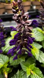 Salvia ‘Salgoon Lake Onega Impr.’, Vaste plant, Halfschaduw, Zomer, Ophalen