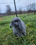 Matcha zoekt een huisje! (Gecastreerd en Gevaccineerd), Dieren en Toebehoren, Konijnen, Mannelijk, Klein, 0 tot 2 jaar