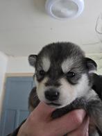 Puppy's, Dieren en Toebehoren, 8 tot 15 weken, Meerdere, Meerdere dieren, Nederland