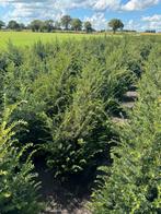 Taxus baccata. Haag taxus. Taxus tot 200 cm., Ophalen of Verzenden, Taxus, Minder dan 100 cm