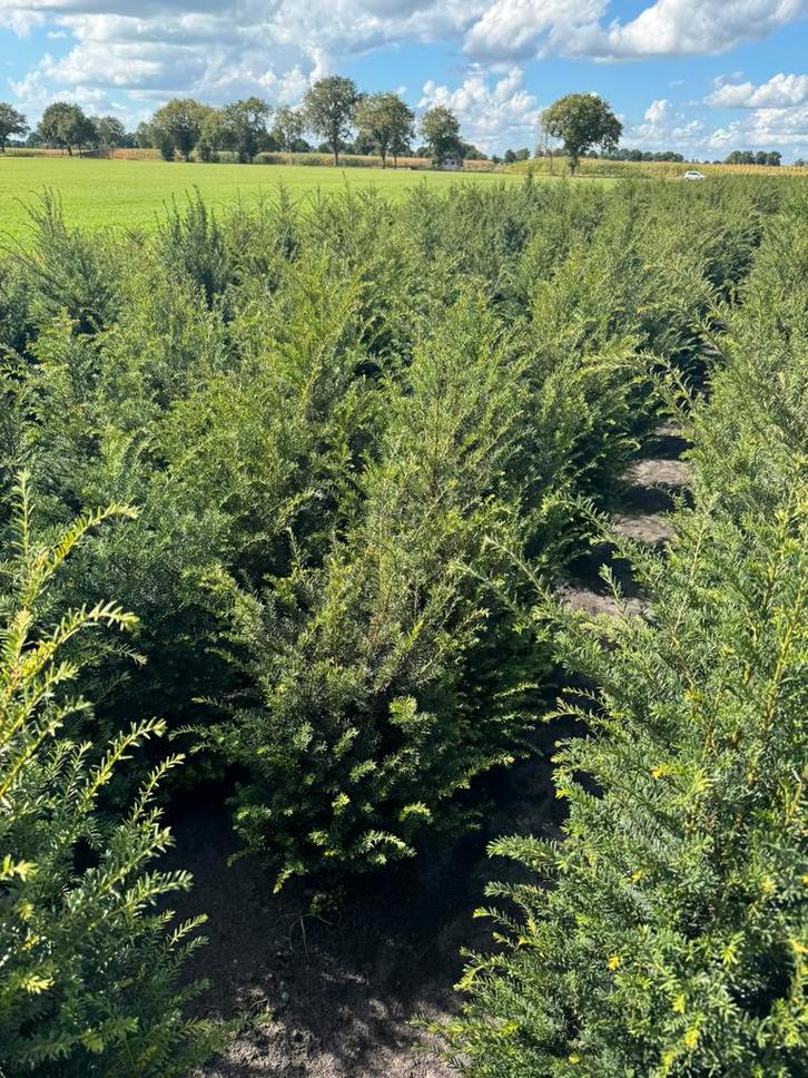 Taxus baccata. Haag taxus. Taxus tot 200 cm., Tuin en Terras, Planten | Struiken en Hagen, Taxus, Minder dan 100 cm, Ophalen of Verzenden