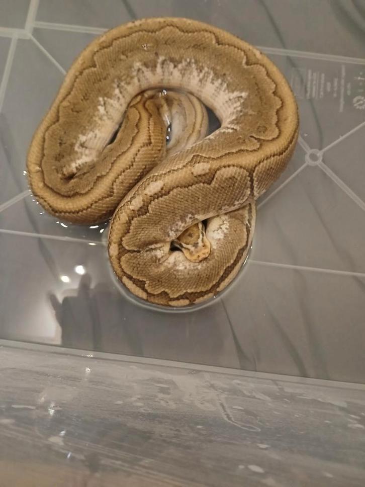 Konings Python, Ball Python, Python Regius, Dieren en Toebehoren, Reptielen en Amfibieën, Slang, 0 tot 2 jaar, Tam