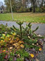 2 Jonge Apebomen (Slangendennen) te Koop, Overige soorten, Lente, Minder dan 100 cm, Ophalen