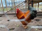 Te koop new hampshire haan!, Mannelijk, Kip
