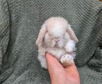 Schitterend Raszuiver Minilop Rammetje blauwoog, Dieren en Toebehoren, Konijnen, Mannelijk, Dwerg, Hangoor, 0 tot 2 jaar