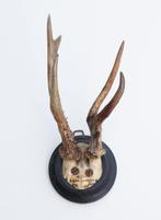 Antiek abnorm REE GEWEI op zwart rond houten schild - 1891, Ophalen of Verzenden, Gebruikt, Hert, Gewei of Kop