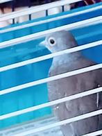Diamantduif, Dieren en Toebehoren, Vogels | Duiven, Geslacht onbekend, Overige soorten