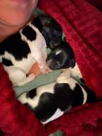 Ras echte fryske stabij pups, Dieren en Toebehoren, Rabiës (hondsdolheid), Overige rassen, 8 tot 15 weken, Meerdere
