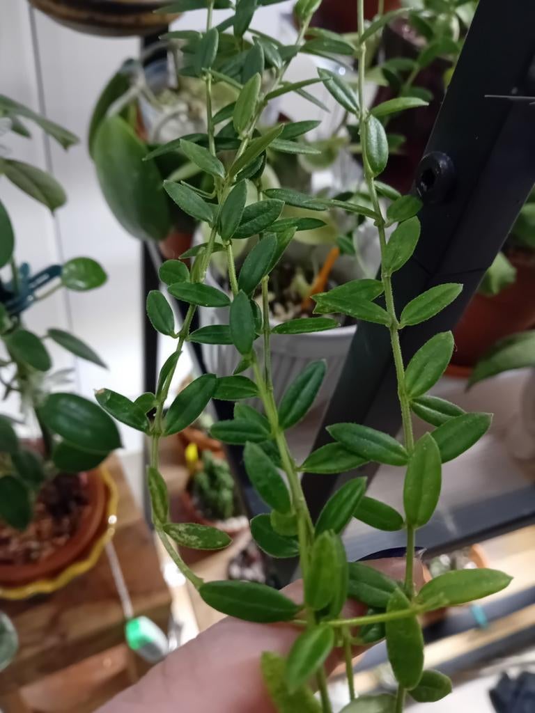 Hoya Engliriana stekje!, Ophalen of Verzenden, Halfschaduw, Minder dan 100 cm