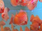 Discusvissen, Dieren en Toebehoren, Vissen | Aquariumvissen, Vis, Zoetwatervis, Schoolvis