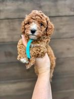 Mini labradoodle/mini doodle pups te koop! Mogen verhuizen!, Overige rassen, CDV (hondenziekte), 8 tot 15 weken, Meerdere