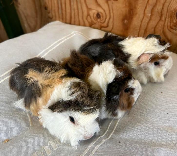 Drie jonge cavia vrouwtjes (Peruvian x borstel), Dieren en Toebehoren, Knaagdieren, Vrouwelijk, Cavia, Oktober