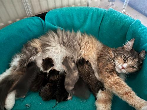 Maine Coon kittens, Dieren en Toebehoren, Katten en Kittens | Raskatten | Langhaar, Meerdere dieren, 0 tot 2 jaar, Ontwormd