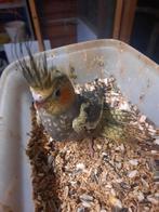 Valkparkiet /valkparkieten, Dieren en Toebehoren, Vogels | Parkieten en Papegaaien, Geslacht onbekend, Parkiet, Tam