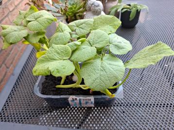 Biologische 5 oranje pompoen planten 1 flessenpompoenplant beschikbaar voor biedingen