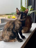 Mooie kitten (poes) te koop!, Dieren en Toebehoren, Poes, Kortharig, 0 tot 2 jaar