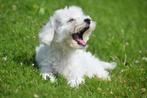 Bichon frise pup laatste uit nestje uit voor 1ste x getrimd, België, Rabiës (hondsdolheid), 15 weken tot 1 jaar, Overige rassen