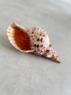 Grote trompet tritonis schelp 25cm, Ophalen of Verzenden, Zo goed als nieuw, Overige soorten, Overige typen