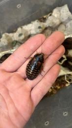 Dubia Kakkerlakken (bakjes), Dieren en Toebehoren, Bijen
