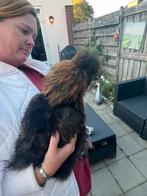Super lief zijderhoen haantje, Dieren en Toebehoren, Pluimvee, Mannelijk, Kip
