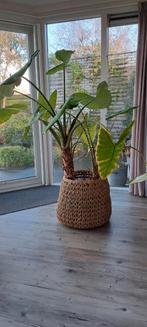 Grote Aloxasua Zebrina (Tijgerplant) met Mand, Ophalen, Overige materialen, 40 cm of meer, Rond
