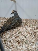 Bronsvleugel doffer, Dieren en Toebehoren, Mannelijk