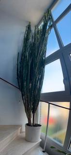 Grote cactus +3m, Ophalen, 200 cm of meer, Halfschaduw, Groene kamerplant