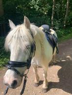 pony, Zadelmak, 7 tot 10 jaar, B pony (1.17m tot 1.27m), Recreatiepony