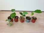Set baby plantjes, mini planten, kamerplantjes, anthurium, Overige soorten, In pot, Minder dan 100 cm, Groene kamerplant