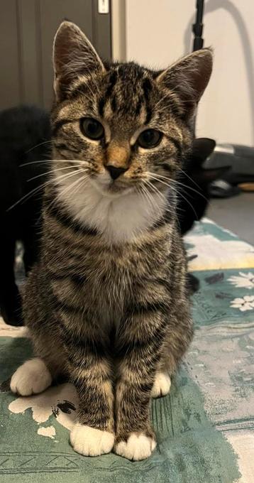 Prachtige kitten 4 maanden oud beschikbaar voor biedingen