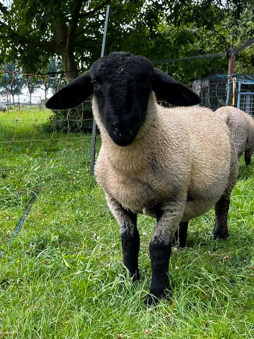 Suffolk ram, Dieren en Toebehoren, Schapen, Geiten en Varkens, Schaap, Mannelijk, 0 tot 2 jaar