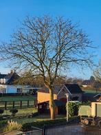 Notenboom, Minder dan 3 m³, Ophalen of Verzenden