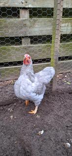Haan, Dieren en Toebehoren, Pluimvee, Mannelijk, Kip