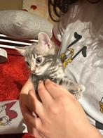 grijze bengaalse kittens, Dieren en Toebehoren, Katten en Kittens | Raskatten | Korthaar, Poes, 0 tot 2 jaar