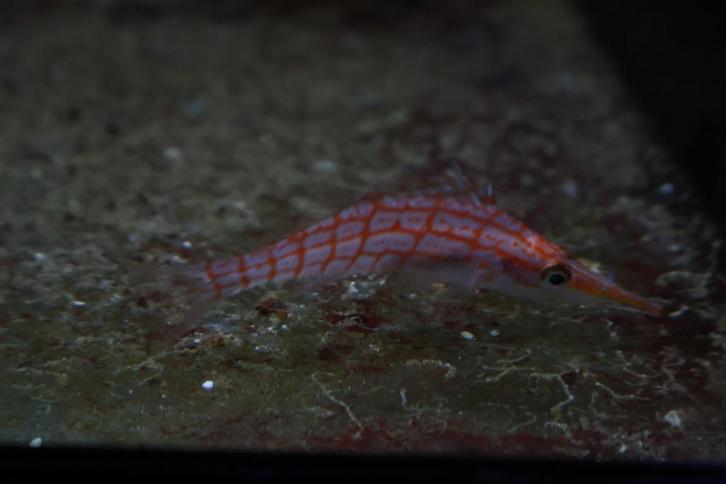 Spitssnuitkoraalklimmer, Dieren en Toebehoren, Vissen | Aquariumvissen, Zoutwatervis, Vis