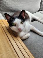 Karaktervolle kat zoekt een eigen stulpje, Dieren en Toebehoren, Katten en Kittens | Overige Katten, Poes, Kortharig, 3 tot 5 jaar
