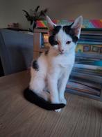 2 kittens, Dieren en Toebehoren, Katten en Kittens | Overige Katten, Kater, Kortharig, 0 tot 2 jaar