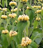 Phlomis Russeliana, Brandkruid, Etageplant, Ophalen, Lente, Vaste plant