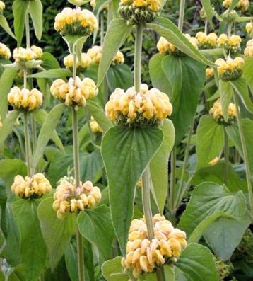 Phlomis Russeliana, Brandkruid, Etageplant beschikbaar voor biedingen
