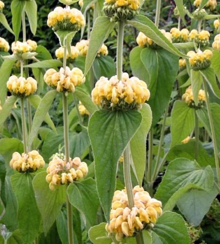 Phlomis Russeliana, Brandkruid, Etageplant, Tuin en Terras, Planten | Tuinplanten, Vaste plant, Lente, Ophalen