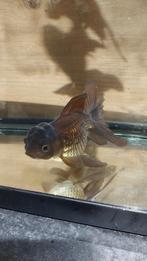 Oranda Goudvis, Dieren en Toebehoren, Vis