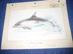 Kaart over dolfijnen met beschrijvingen, Ophalen of Verzenden, Zo goed als nieuw, Overige diersoorten