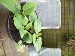 Phlomus russeliana, Zomer, Vaste plant, Overige soorten, Ophalen