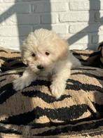 Mini malitpoo pups, maltezer x toy poedel, Nederland, Overige rassen, CDV (hondenziekte), 8 tot 15 weken