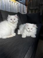 2 katten te koop, Dieren en Toebehoren, Katten en Kittens | Raskatten | Langhaar, Kater