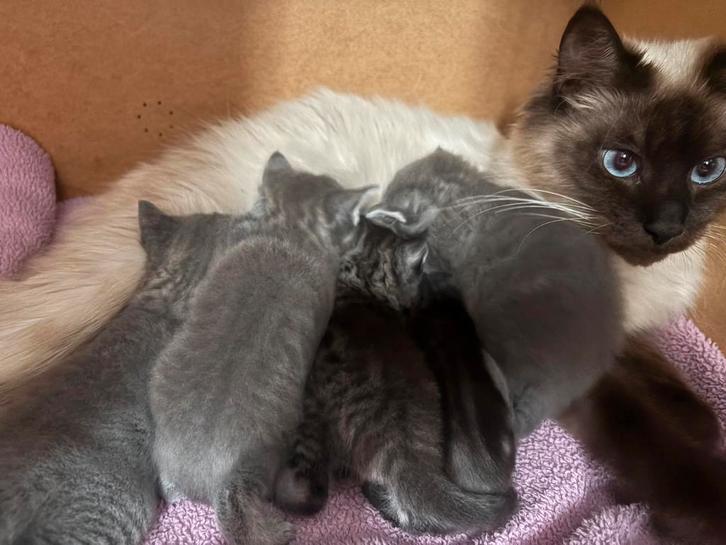Gezonde lieve kittens, Dieren en Toebehoren, Katten en Kittens | Overige Katten, Kortharig, Meerdere dieren, 0 tot 2 jaar