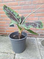 musa basjoo dwarf cavendish, Ophalen, Zomer