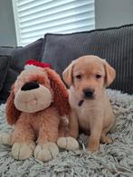 Labrador pups, Rabiës (hondsdolheid), 8 tot 15 weken, Labrador retriever, Meerdere